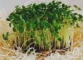Big profit in less investment: Microgreens farming becomes the new hope of urban farmers, increased demand for crop ready in 7-14 days.