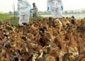 Bird flu outbreak in Tumkuru, Karnataka, administration started monitoring