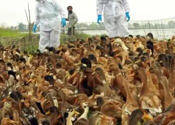 Bird flu outbreak in Tumkuru, Karnataka, administration started monitoring
