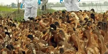 Bird flu outbreak in Tumkuru, Karnataka, administration started monitoring