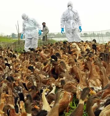 Bird flu outbreak in Tumkuru, Karnataka, administration started monitoring