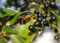 Camphor is used everywhere, from worship to treatment.