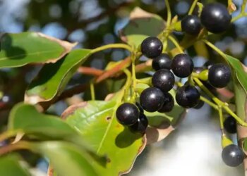 Camphor is used everywhere, from worship to treatment.