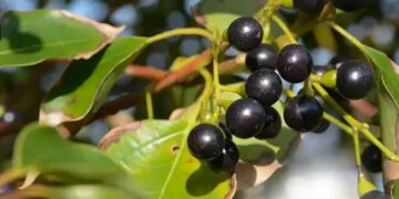 Camphor is used everywhere, from worship to treatment.