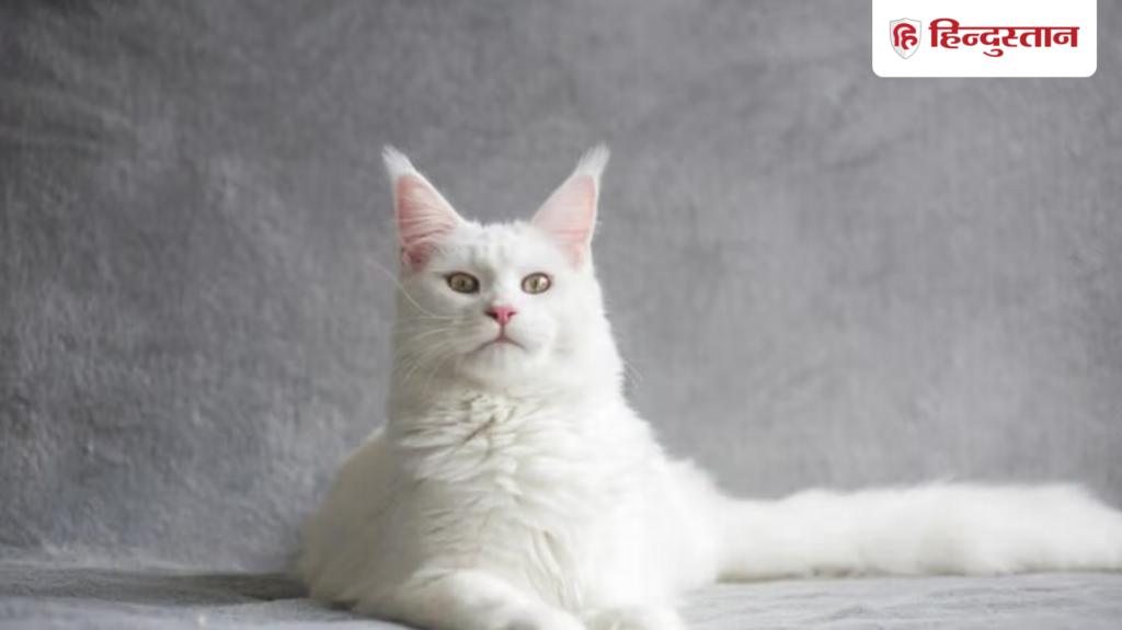 Cat that predicts death doctors also amazed oscar cat This cat predicts death accurately, even doctors are surprised by its actions, Viral-news Hindi News