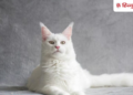 Cat that predicts death doctors also amazed oscar cat This cat predicts death accurately, even doctors are surprised by its actions, Viral-news Hindi News