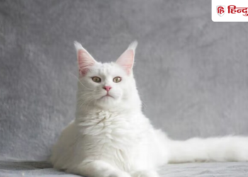 Cat that predicts death doctors also amazed oscar cat This cat predicts death accurately, even doctors are surprised by its actions, Viral-news Hindi News