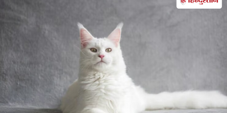 Cat that predicts death doctors also amazed oscar cat This cat predicts death accurately, even doctors are surprised by its actions, Viral-news Hindi News