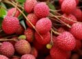 Center forms special task force to assess damage caused to litchi crop in Bihar