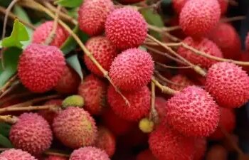 Center forms special task force to assess damage caused to litchi crop in Bihar