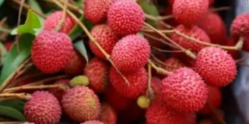Center forms special task force to assess damage caused to litchi crop in Bihar
