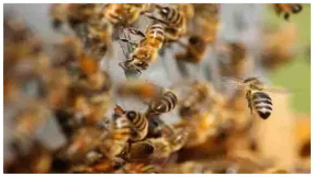 Chhattisgarh: Research Team Attacked by Bees Inside Raigarhâ€™s Singhanpur Cave | Chhattisgarh News: Bees attack on research team in Raigarh's Singhanpur cave, many injured. News Track in Hindi
