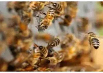 Chhattisgarh: Research Team Attacked by Bees Inside Raigarhâ€™s Singhanpur Cave | Chhattisgarh News: Bees attack on research team in Raigarh's Singhanpur cave, many injured. News Track in Hindi