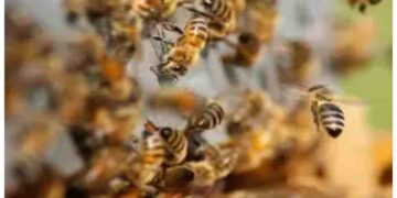 Chhattisgarh: Research Team Attacked by Bees Inside Raigarhâ€™s Singhanpur Cave | Chhattisgarh News: Bees attack on research team in Raigarh's Singhanpur cave, many injured. News Track in Hindi
