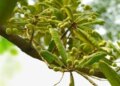Chironji, which enhances the taste of sweets, is effective in everything from skin to digestive problems.