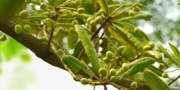 Chironji, which enhances the taste of sweets, is effective in everything from skin to digestive problems.