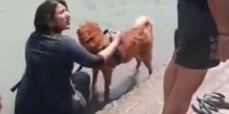 Controversy over Haridwar's Ganga Ghat! People got angry at the woman who came to bathe the dog, social media got angry after seeing the VIDEO