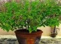 Demand for holy basil increased in Muslim countries! India's neighbor becomes the world's biggest buyer