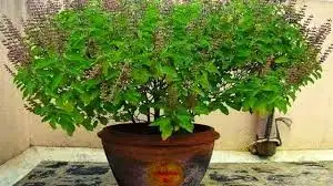 Demand for holy basil increased in Muslim countries! India's neighbor becomes the world's biggest buyer