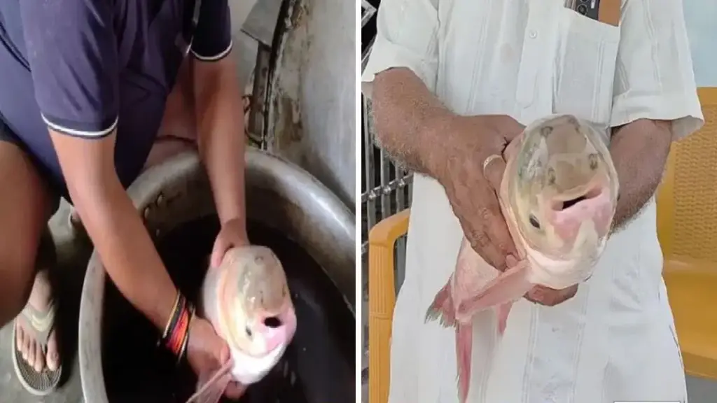 Discovery of rare four-eyed fish in Motihari creates sensation, curiosity among villagers