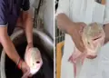 Discovery of rare four-eyed fish in Motihari creates sensation, curiosity among villagers
