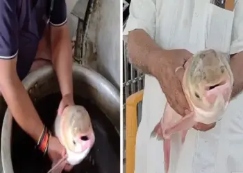 Discovery of rare four-eyed fish in Motihari creates sensation, curiosity among villagers