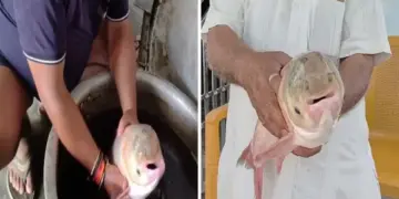 Discovery of rare four-eyed fish in Motihari creates sensation, curiosity among villagers