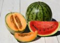 Do not eat these things even by mistake with watermelon and melon, digestion may get spoiled.