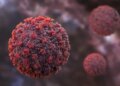 Don't worry, Hantavirus is not another Covid pandemic: WHO