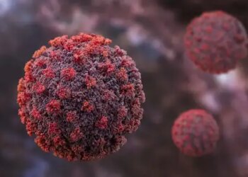Don't worry, Hantavirus is not another Covid pandemic: WHO