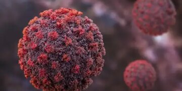 Don't worry, Hantavirus is not another Covid pandemic: WHO