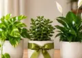Give these Feng Shui plants as gifts to others, luck can shine and prosperity can increase in the house.