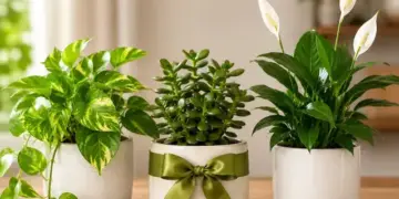 Give these Feng Shui plants as gifts to others, luck can shine and prosperity can increase in the house.