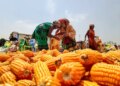 Government is bearing the burden of rise in global fertilizer prices: Goyal