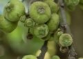 'Gular' is rich in medicinal properties, consumption will remove digestion and diabetes problems.