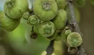 'Gular' is rich in medicinal properties, consumption will remove digestion and diabetes problems.
