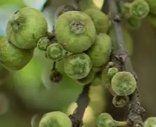'Gular' is rich in medicinal properties, consumption will remove digestion and diabetes problems.