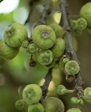 'Gular' is rich in medicinal properties, consumption will remove digestion and diabetes problems.