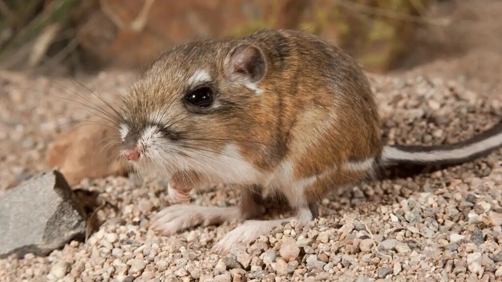 Is the presence of rats in the house a risk of Hantavirus? Ignoring these signs can prove costly