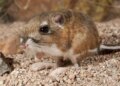 Is the presence of rats in the house a risk of Hantavirus? Ignoring these signs can prove costly