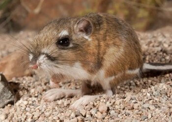 Is the presence of rats in the house a risk of Hantavirus? Ignoring these signs can prove costly