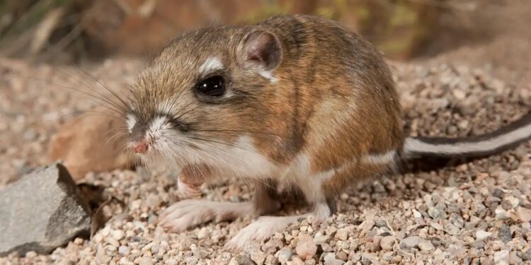 Is the presence of rats in the house a risk of Hantavirus? Ignoring these signs can prove costly