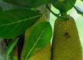 'Jackfruit' rich in nutrients, a companion for health as well as taste
