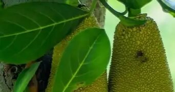 'Jackfruit' rich in nutrients, a companion for health as well as taste
