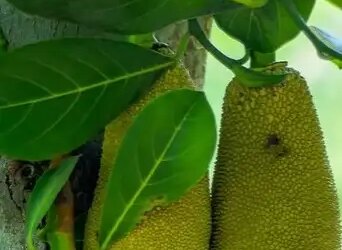 'Jackfruit' rich in nutrients, a companion for health as well as taste