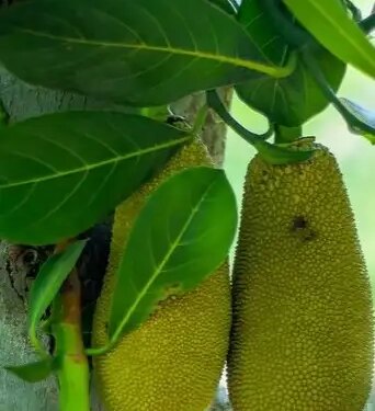 'Jackfruit' rich in nutrients, a companion for health as well as taste