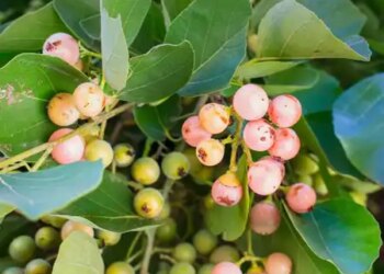 Lasoda: A wild fruit, which takes care of your health along with taste.