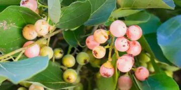 Lasoda: A wild fruit, which takes care of your health along with taste.