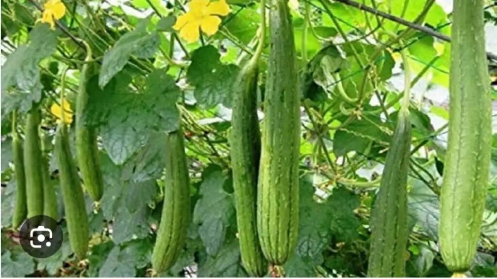 Low cost, high profit: Farmers are becoming millionaires through Nenua farming, know how to start