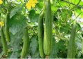 Low cost, high profit: Farmers are becoming millionaires through Nenua farming, know how to start